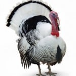 turkey_law turkey law Turkey and the Law
